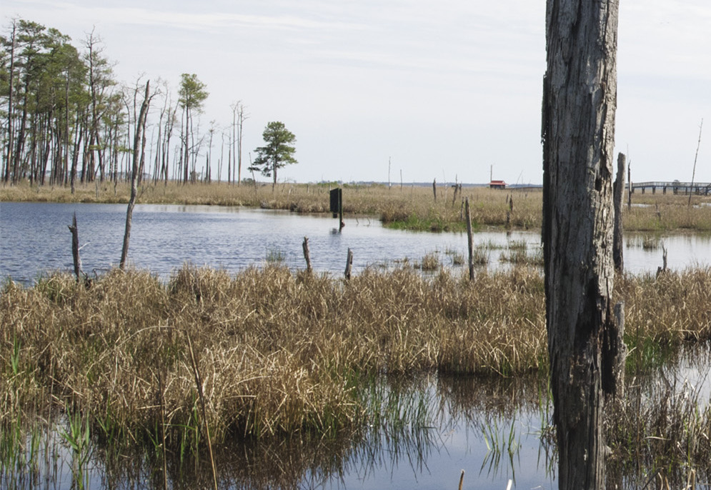 Marshes at Blackwater National Wildlife Refuge