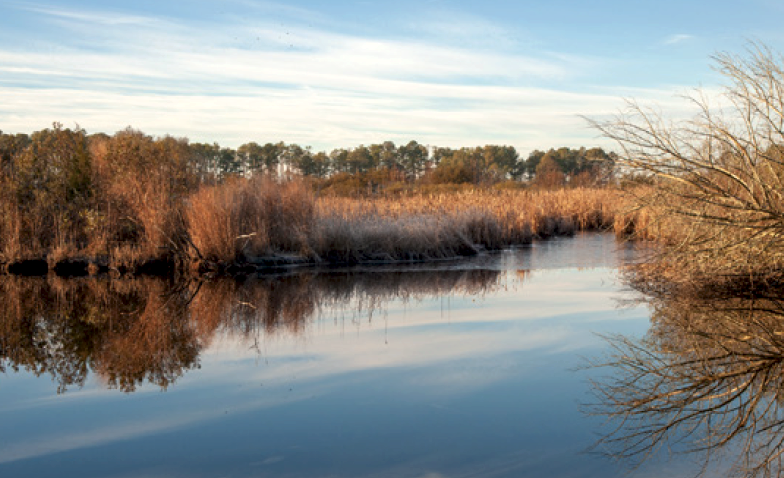 A typical marsh on the Eastern Shore.