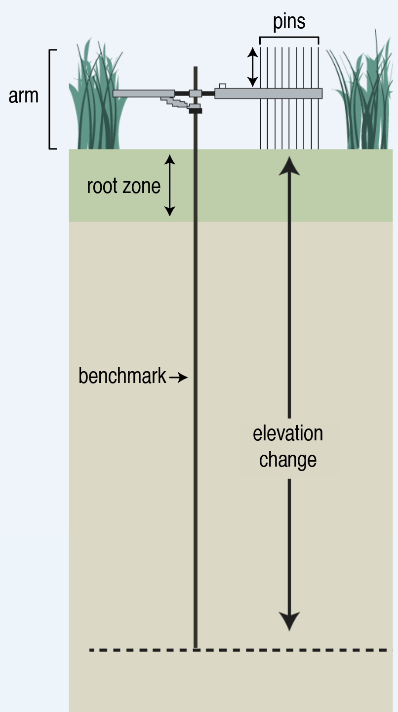 Adapted from Graphic by Donald Cahoon / Patuxent Wildlife Research Center