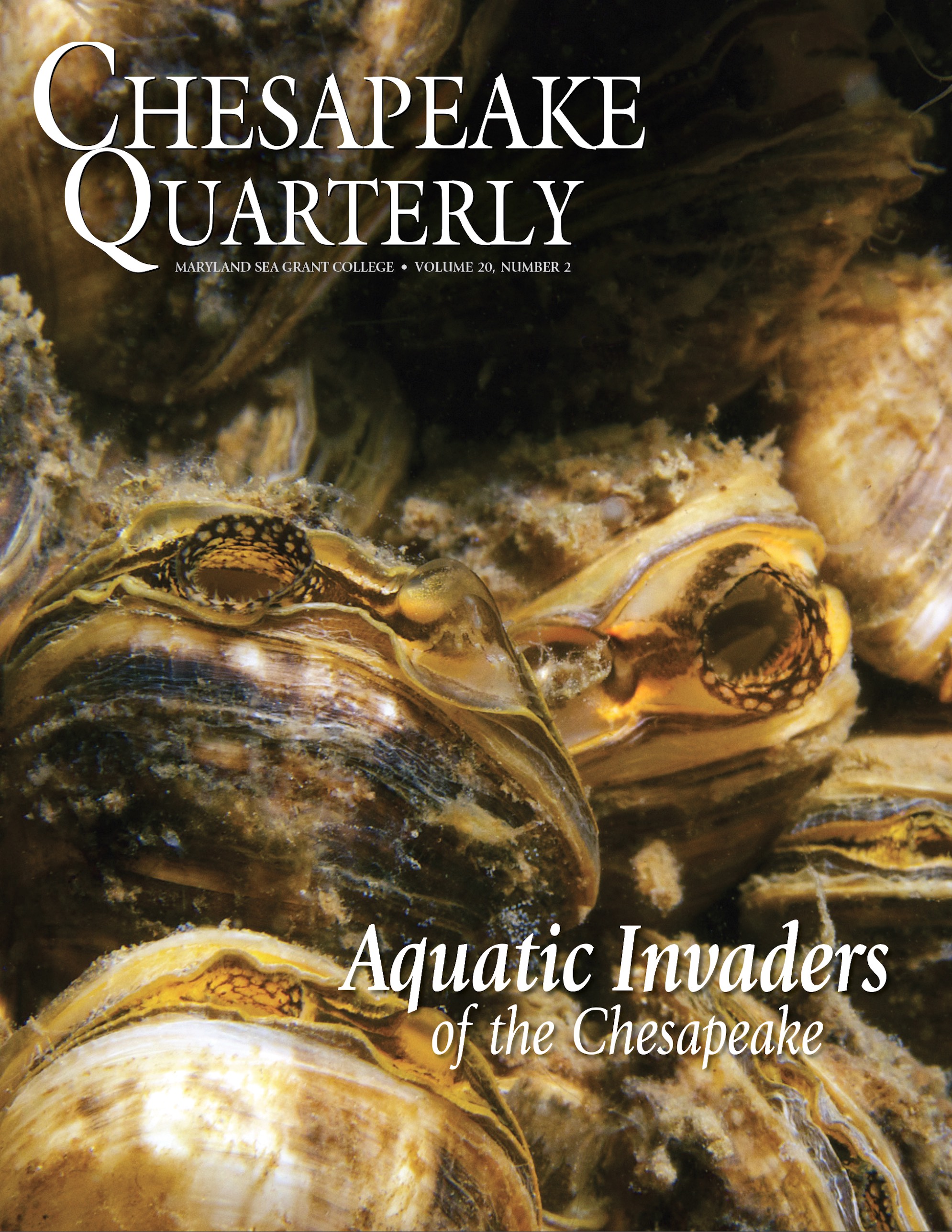 Before being eradicated in 2019, these invasive Dreissena mussels were thriving in Hyde’s Quarry near Westminster, Maryland. Photo, Michael Eversmier