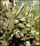Barnacle (Geukensia demissa) by Danielle Kreeger