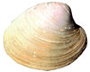 hard clam