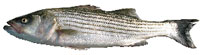 striped bass
