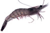 white shrimp