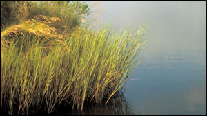 marshes - photo by Sandy Rodgers