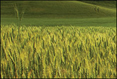 Barley field