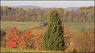 forest surrounding open land by Jessica Smits