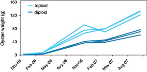Triploid Vs. Diploid Oyster Growth courtesy of Standish Allen