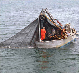 Rogers surveys a school of menhaden caught in his net by Harold Anderson for the Smithsonian Center for Folklife and Cultural Heritage