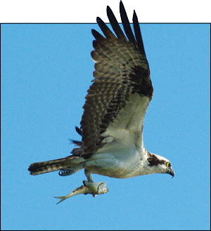 Osprey by John Gresham