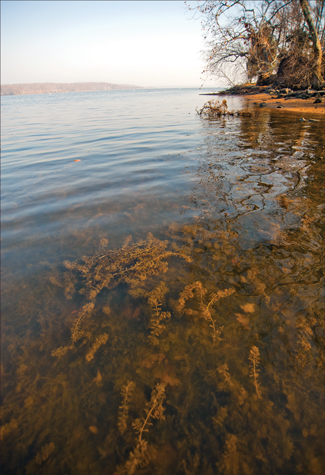 Ap atch of Eurasian watermilfoil (Myriophyllum spicatum) in Gunston Cove. Credit: Michael W. Fincham
