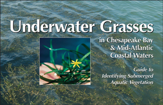 Cover of Underwater Grasses