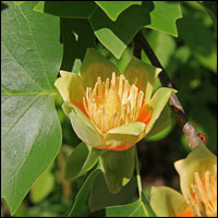 Tulip poplar flowers. Credit: Wikimedia Commons.