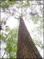 Tulip poplar (Liriodendron tulipifera). Credit: Wikimedia Commons.