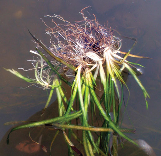 Wild celery shoots. Credit: Maile Neel