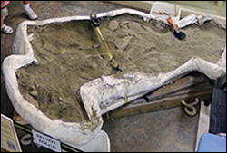 'field jacket' containing a fossilized whale skull found earlier this year in Stratford Cliffs courtesy of Stephen Godfrey, Calvert Marine Museum