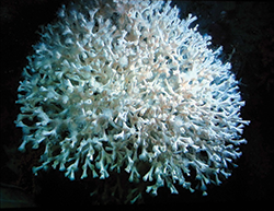 Lophelia pertusa. Credit: NOAA-OER/BOEM/USGS