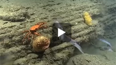 Red crab found by the Okeanos Eplorer