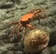 Predation in the Deep Sea