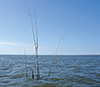 Bamboo poles and a small sign. Credit:  Michael W. Fincham