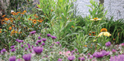 Bayscaped garden contains native plants. Credit: Jeffrey Brainard