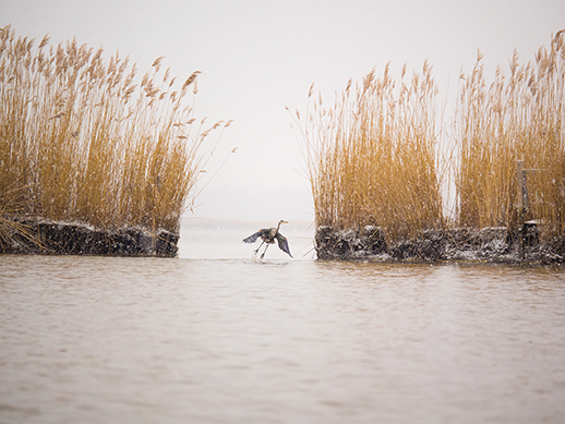 Heron taking flight. Photograph courtesy of David Harp