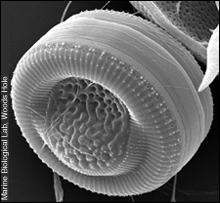 Cyclotella litoralis