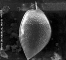 Prorocentrum micans